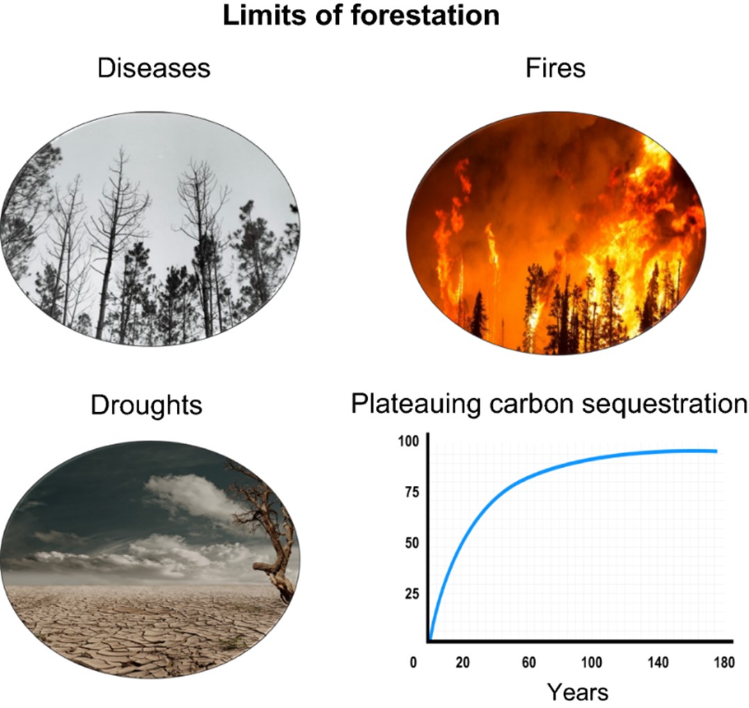 圖4、森林長時間碳封存能力可能遭受的潛在危害 (Zuzak et al., 2022)
