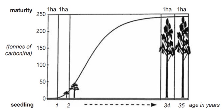 圖5、樹隨時間變化的碳封存能力 (Unwin and Kriedemann, 2000)