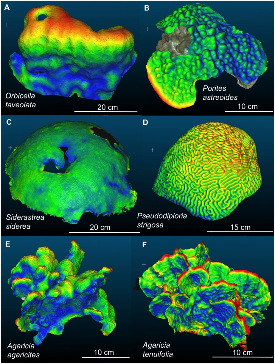 圖6、以立體模型分析六種加勒比珊瑚(Caribbean coral species)的生長規模與狀態。(Ines D. Lange ,Ana Molina-Hernández,Francisco Medellín-Maldonado,Chris T. Perry,Lorenzo Álvarez-Filip, 2022)