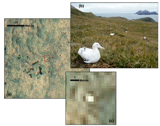 圖 4、(A) WorldView-3 衛星影像顯示島上的白點分布 (B)信天翁近照 與 (C) WorldView-3 衛星影像像素尺寸 31 x 31 公分。