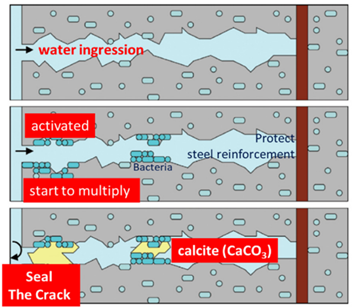 圖三、混凝土中的細菌修復裂縫的過程(Kwok Wei Shah and Ghasan Fahim Huseien(2020))