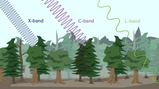 圖4、X-band、C-band、L-band在穿透植被能力上的示意圖。取自：https://3vgeomatics.com/how-vegetation-and-snow-impact-insar-readings/