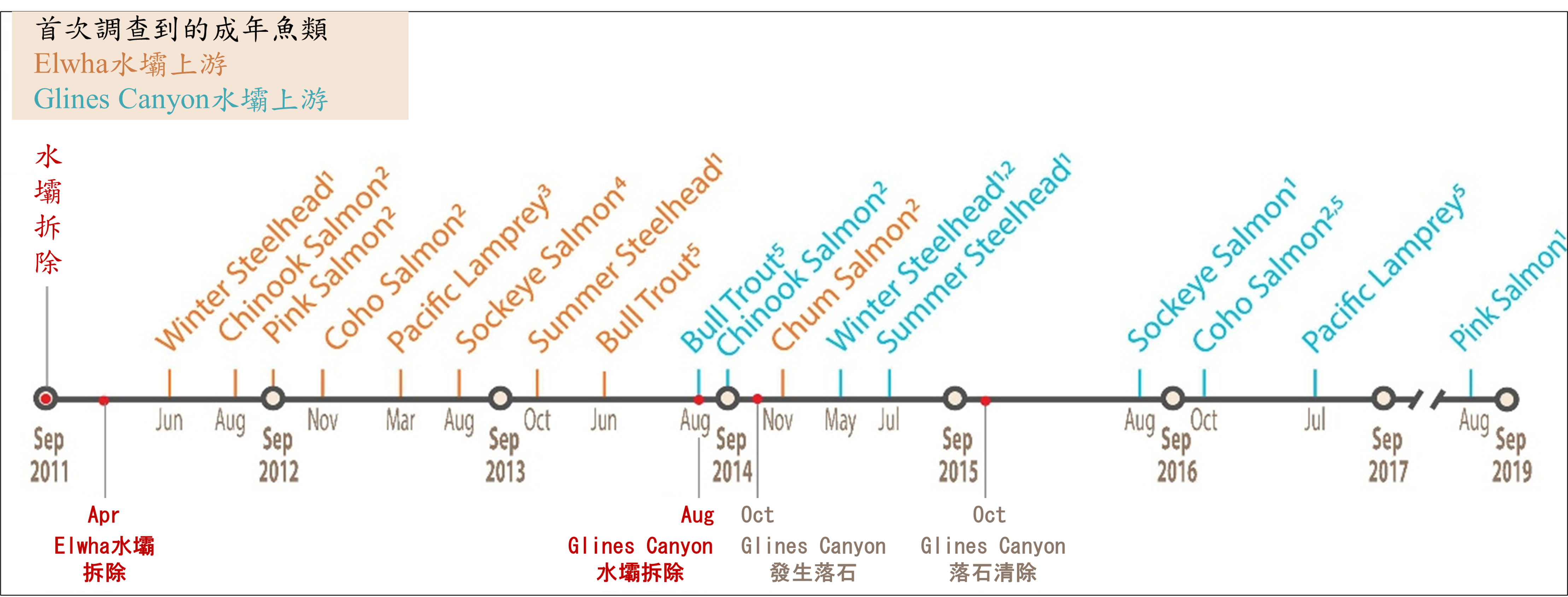 圖3 美國埃爾瓦河拆除水壩後，鮭魚洄游時間線(圖片來源：Duda et al., 2021)