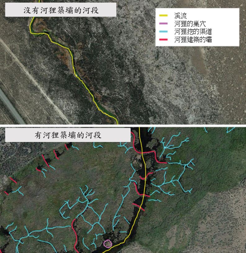 圖2、瑪姬溪河狸築壩河段差異對照圖(圖片來源:翻譯文獻)